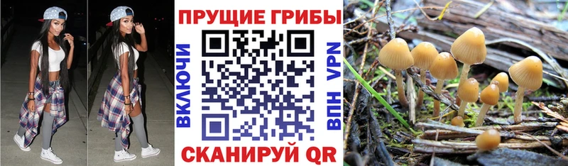Галлюциногенные грибы Psilocybe  как найти   Фролово 